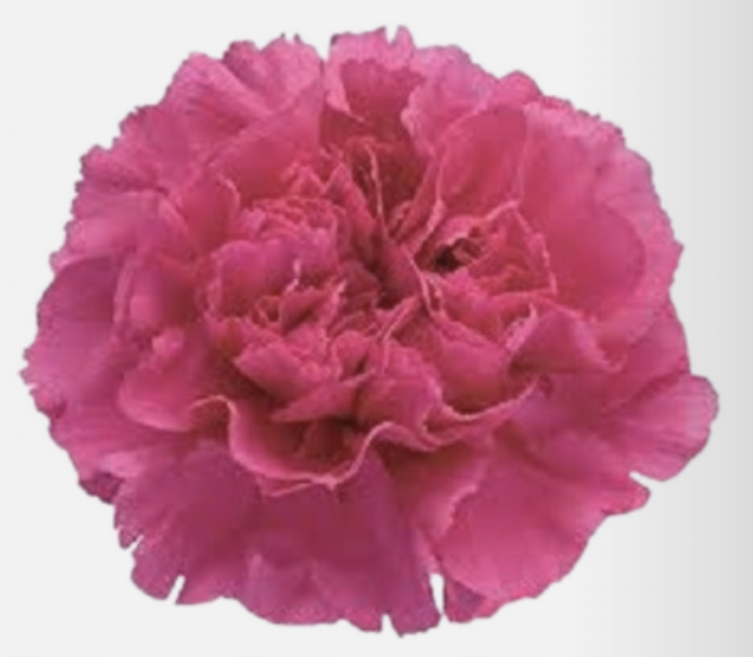 Mini Carnation - Select